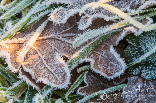  Frost  Photography  winter landscapes macro  photography 